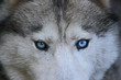 Portrait d'un loup aux yeux bleus