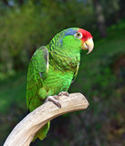 Fototapeta  - Red Crowned Amazon Parrot
