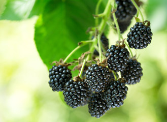 Wall Mural - ripe blackberries in a garden