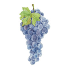 grapes isolated on a white background.vector, watercolor hand dr