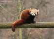 petit panda roux