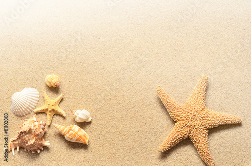 Fototapeta na wymiar Summer beach. Starfish and seashell on the sand.