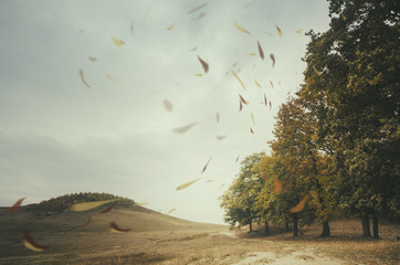 Wall Mural - edge of forest with leaves blown by wind