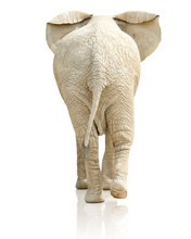 Rear View Of Elephant On White Background