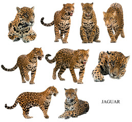 jaguar ( panthera onca ) isolated on white backgrond