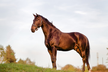 Sticker - Adult Brown Horse