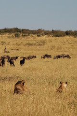 Canvas Print - Royal couple hunts wildebeests at African savannah