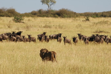 Wall Mural - Lion hunts wildebeests at African savannah