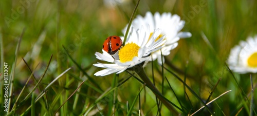 Obraz w ramie Frühlingswiese - Marienkäfer und Gänseblümchen