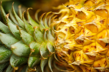 Wall Mural - pineapples