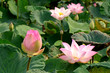 Pink Lotus (Nelumbo nucifera Gaertn.)