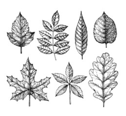 Leaves illustration