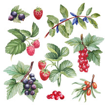 Watercolor Illustrations Of Berries