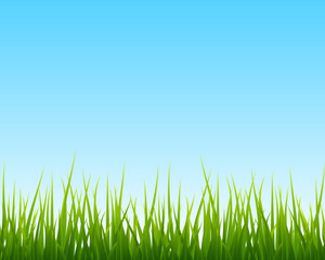 Wall Mural - little green grass, blue sky seamless background