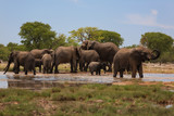 Fototapeta Sawanna - Herd of elephants
