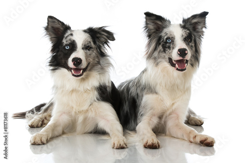 Obraz w ramie Zwei Border Collies