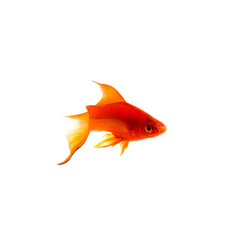 Wall Mural - Orange Sword-tail Fish