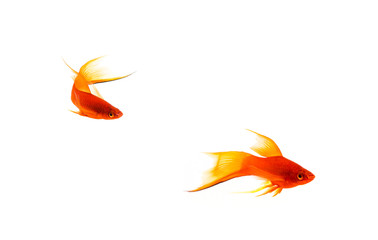 Wall Mural - Orange Sword-tail Fish chasing a Female Isolated on White