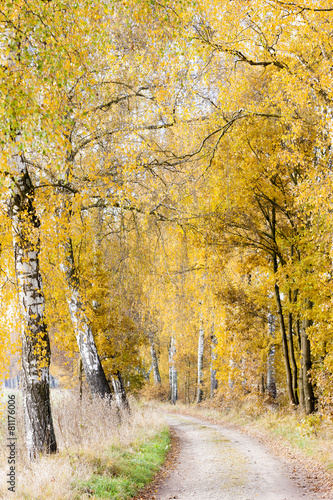 Naklejka - mata magnetyczna na lodówkę autumnal birch alley