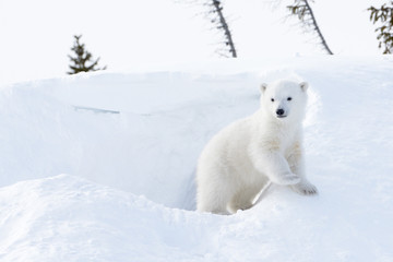 polar bear cub coming out den, wapusk national park, canada.