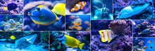 Colorful Fish In Aquarium Saltwater World