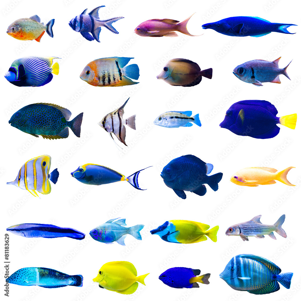 Tropical fish set - obrazy, fototapety, plakaty 