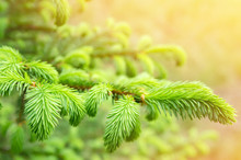 Spring Background Of Bright Fresh Spruce Branches