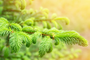 Poster - Spring background of bright fresh spruce branches