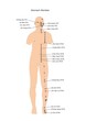 agopuntura: meridiano dello stomaco e suoi punti