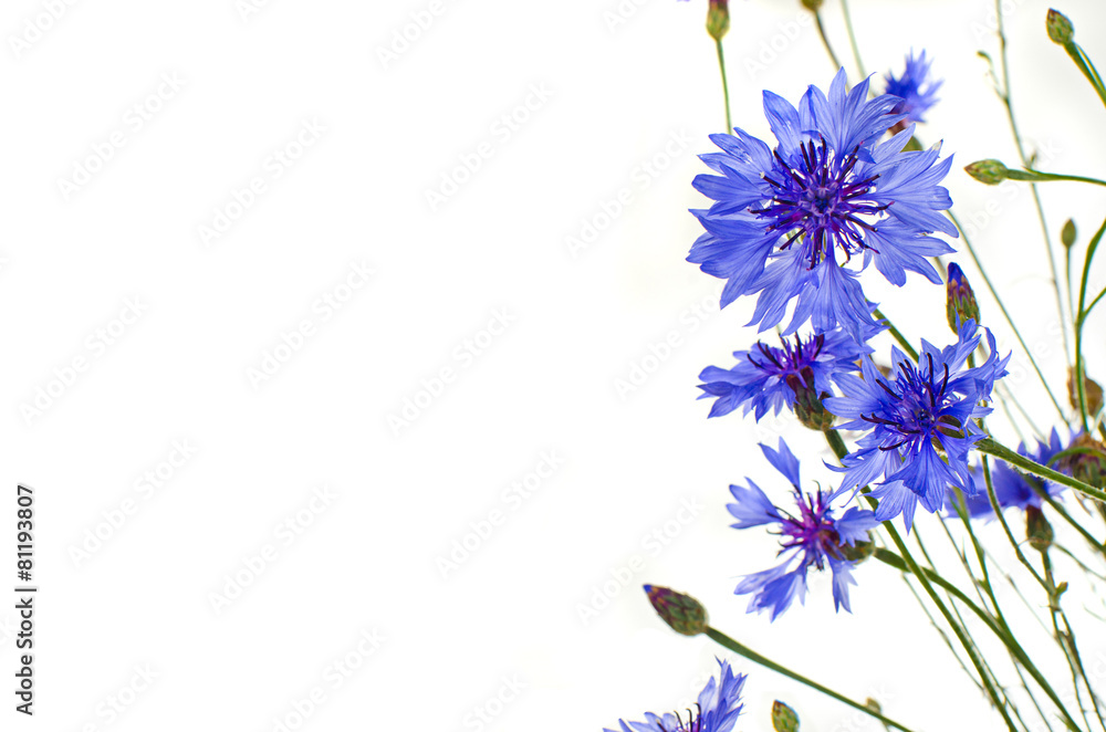 blue cornflowers  isolated - obrazy, fototapety, plakaty 