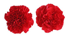 Red Carnation Flowers