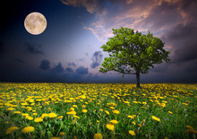 Night And The Moon On A Yellow Flowers Field