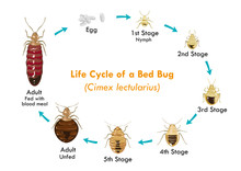 Bed Bug Life Cycle Vector Illustration