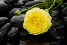 Lying Down Yellow Ranunculus With Bud And Therapy Stones