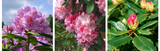 Rhododendron collage