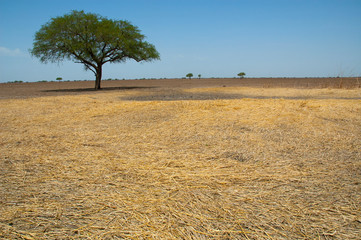 lone acacia tree amongst a field of grass in waza national park