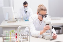Scientist Examining Petri Dish With Microscope