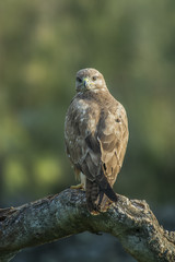 Poster - common buzzard