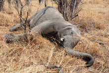 Small Dead Elephant In National Park Hwankee, Botswana