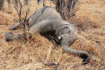 small dead elephant in national park hwankee, botswana