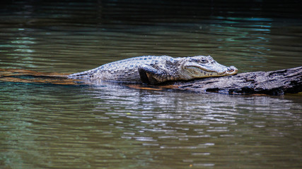 alligator