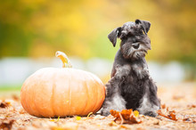 Miniature Schnauzer Puppy With A Pumpkin In Autumn
