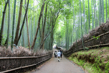 Arashiyama Bamboo Path, Japan