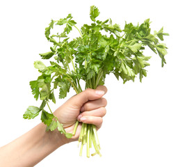 Sticker - parsley in a hand on a white background