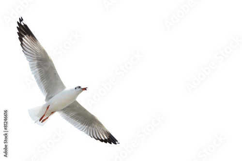 Fotografía Seagull isolated on white