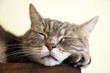 European shorthair cat is sleeping, closeup