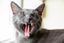 Gray Domestic Cat Yawns