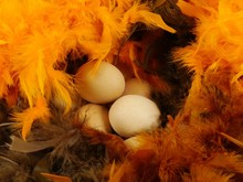 Hidden Chicken Eggs In Brown And Orange Feathers