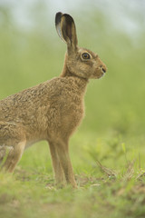 Wall Mural - Lepus europaeus - European brown hare