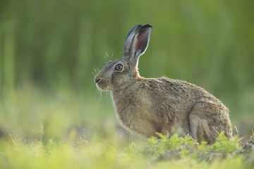 Wall Mural - Lepus europaeus - European brown hare